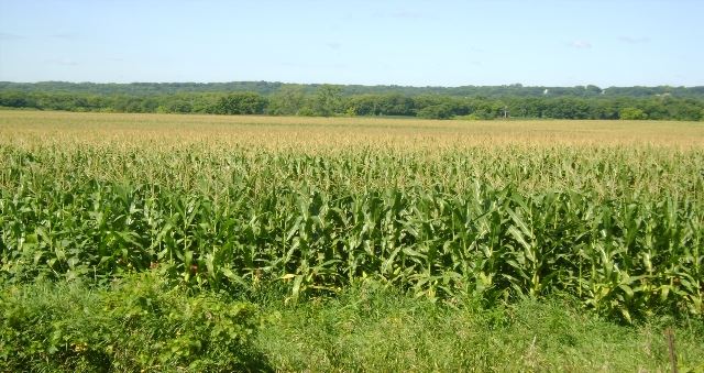Corn Field